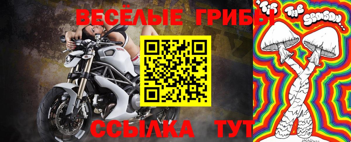 Псилоцибиновые грибы Cubensis Осинники